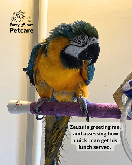 Zeuss is a blue and gold macaw. He is sitting on his perch and bobbing his head.
