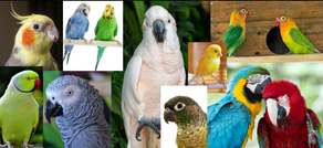 A collage of brightly coloured pet birds