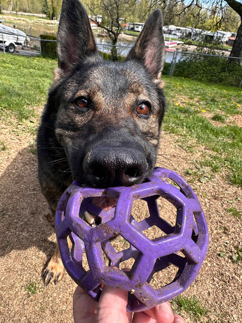 Reya is a beautiful German Shepherd and she is playing tug with her purple Hol-ee Roller ball. Mission BC