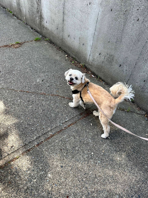 Pickle is a small blonde dog on a walk on the sidewalk. She is looking back towards the camera. Abbotsford BC
