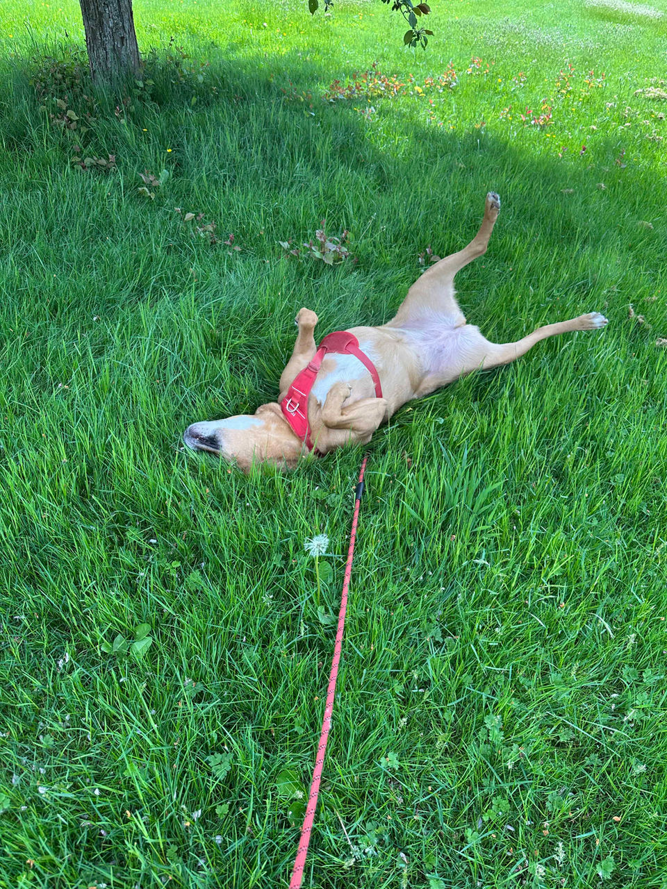 Lily is a brown dog with white markings. she is laying in the grass with her legs stretched out.