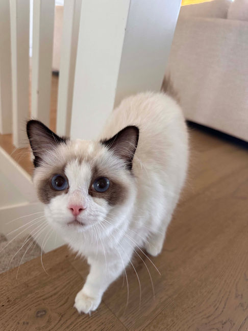 Quincy is a young cat with a white body and dark markings on his face and ears. Abbotsford BC