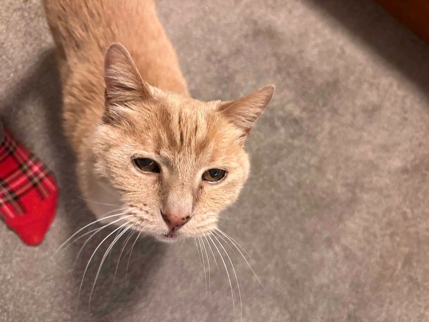 Edmund an orange cat is either squinting or looking longingly at a treat. Abbotsford BC