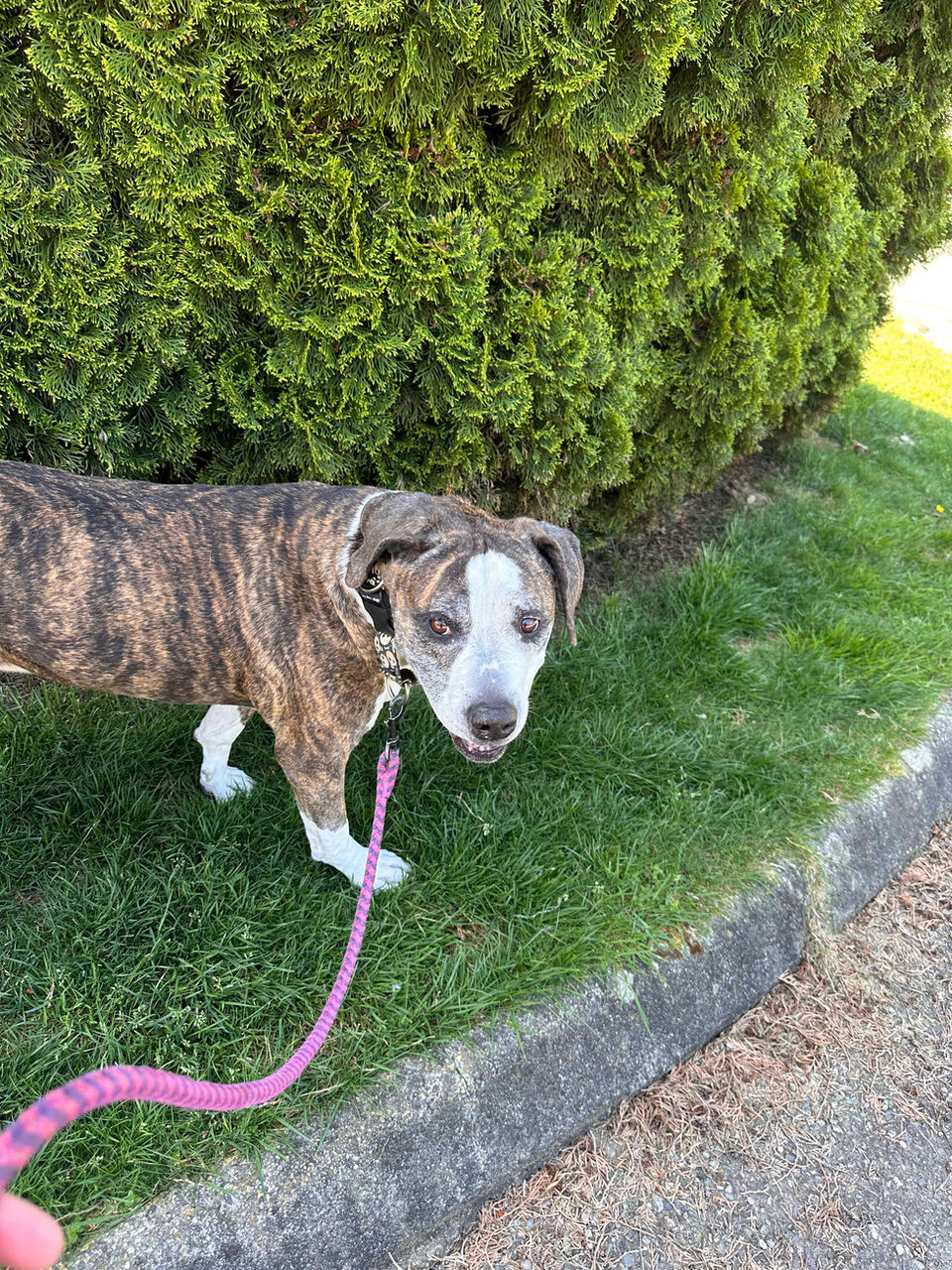 Callie is a senior dog with brindle colouring out on a walk and she is by a hedge looking back. Abbotsford BC