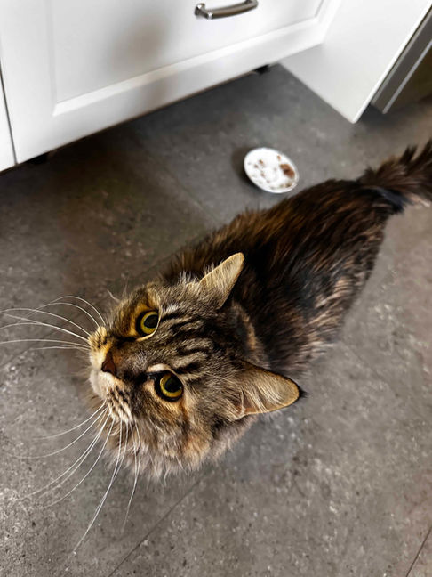 Whiskey is a fluffy tabby cat with long whiskers. She is looking up. Her bowl is almost empty behind her. Clearbrook, Abbotsford BC
