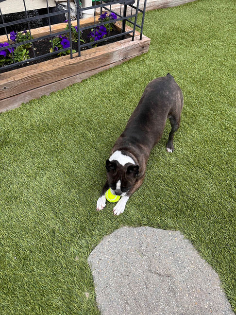 Gracie a Boston Terrier is in a play bow and holding her yellow tennis ball. Auguston, Abbotsford BC