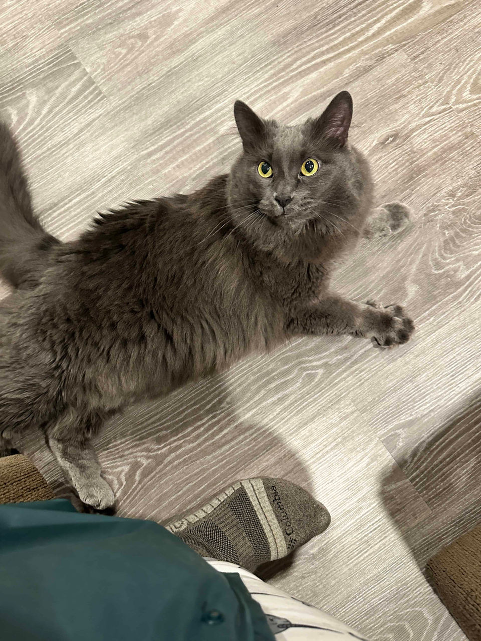Griffin is a fluffy grey cat and is laying on the ground looking up and appears to be asking for attention. Abbotsford BC