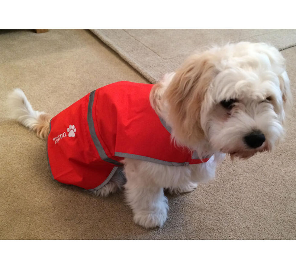 Miniatyrbilde: Refleksvest til hund