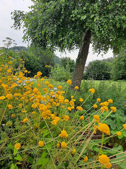 Bewegung mit Herz | Yoga, Thai Yoga Massage und Liebscher & Bracht in Herzhausen