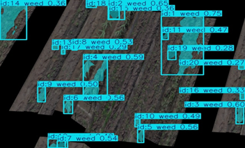 Weed.png