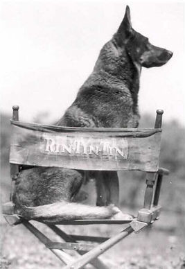Rin Tin Tin sur sa chaise