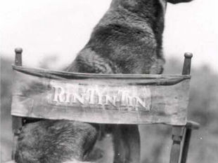 Rin Tin Tin : des tranchées de la Grande Guerre aux lumières d’Hollywood