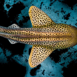 A Leopard that Changes its Spots