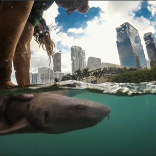 Sharks and the City