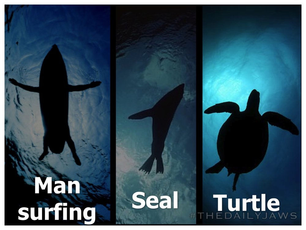 Myth Busted: Sharks DO NOT Eat People!