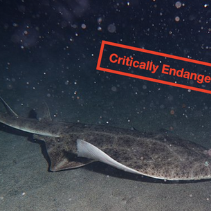 Endangered Species Day