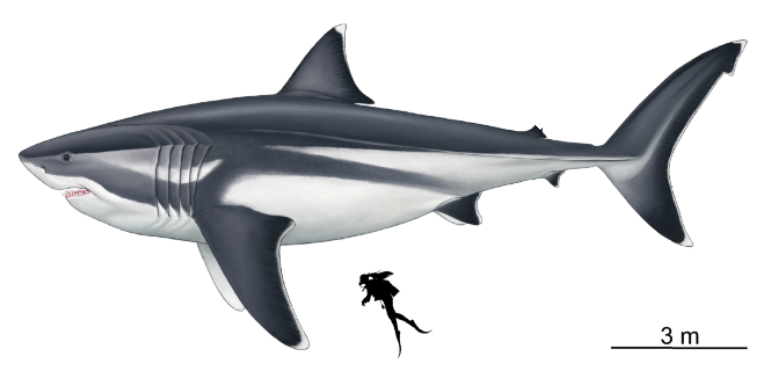 2D reconstruction of the maximum size of Otodus megalodon (Cooper et al, 2020)