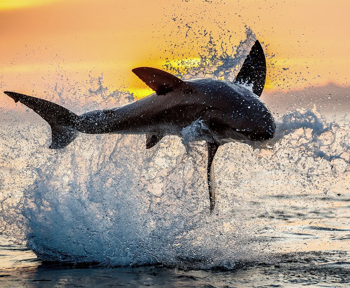 Jaws vs Meg