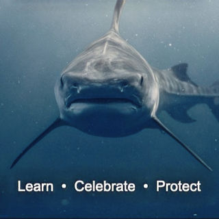 International Shark Awareness Day