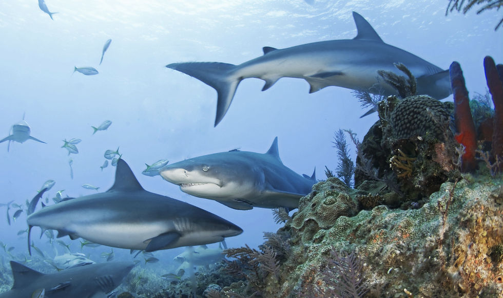 Scientists have recently discovered human drugs in blood samples taken from Caribbean reef and lemon sharks in the Bahamas (Image Credit: Albert kok / WikimediaCommons)