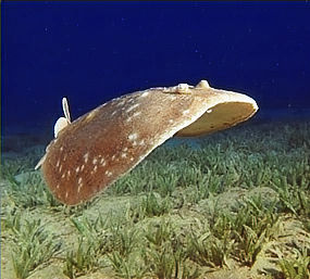 Pacific electric rays' discharges are so strong they can repel large predators, like great whites and tiger sharks (Image Credit: Laura Dts / Shutterstock)