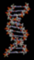 Sections of DNA can be miscopied or repeated, meaning there is a lot of DNA in the genome that has no function (Animation Credit: brian0918 / WikimediaCommons)