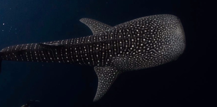 Seeing Spots