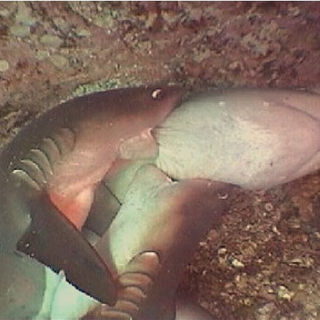 Fifty Shades of White