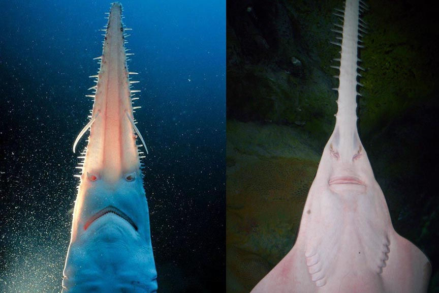 Sawfish or Sawshark?