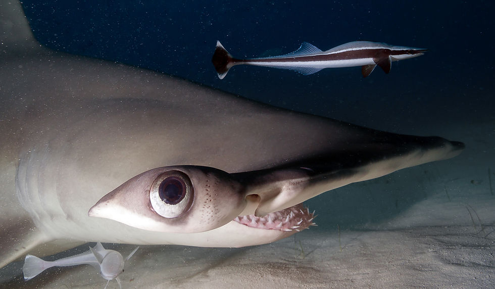 As their sensory organs are elongated across the length of the cephalofoil, it provides them exceptional sensory capabilities (Image Credit: frantisekhojdysz / Shutterstock)