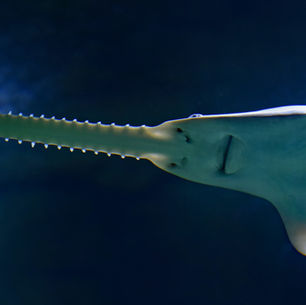 International Sawfish Day