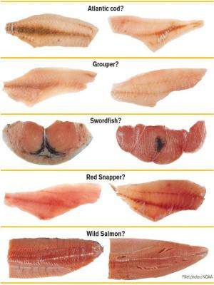 Once filleted or processed fish products can be difficult to identify, leading to intentional or accidental mislabelling (Image Source: NOAA)