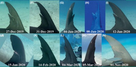 Repeated photographing of specific great hammerhead sharks, shows how wounds in their fins heal over very short time frames (Image Credits: Sam Hawke, Sean Williams, Roberta Larosa & Alexandre de Sarazzin, Source: Heim et al, 2023)