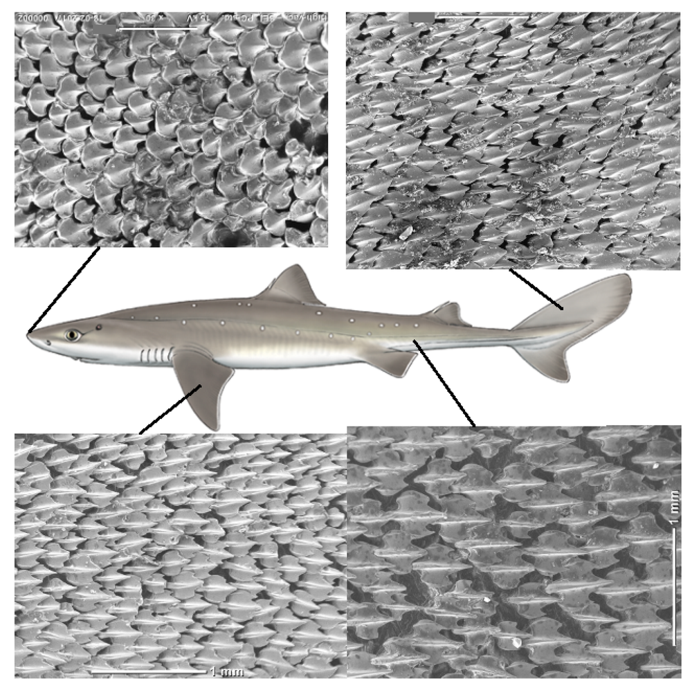 Sand Paper Shark Skin