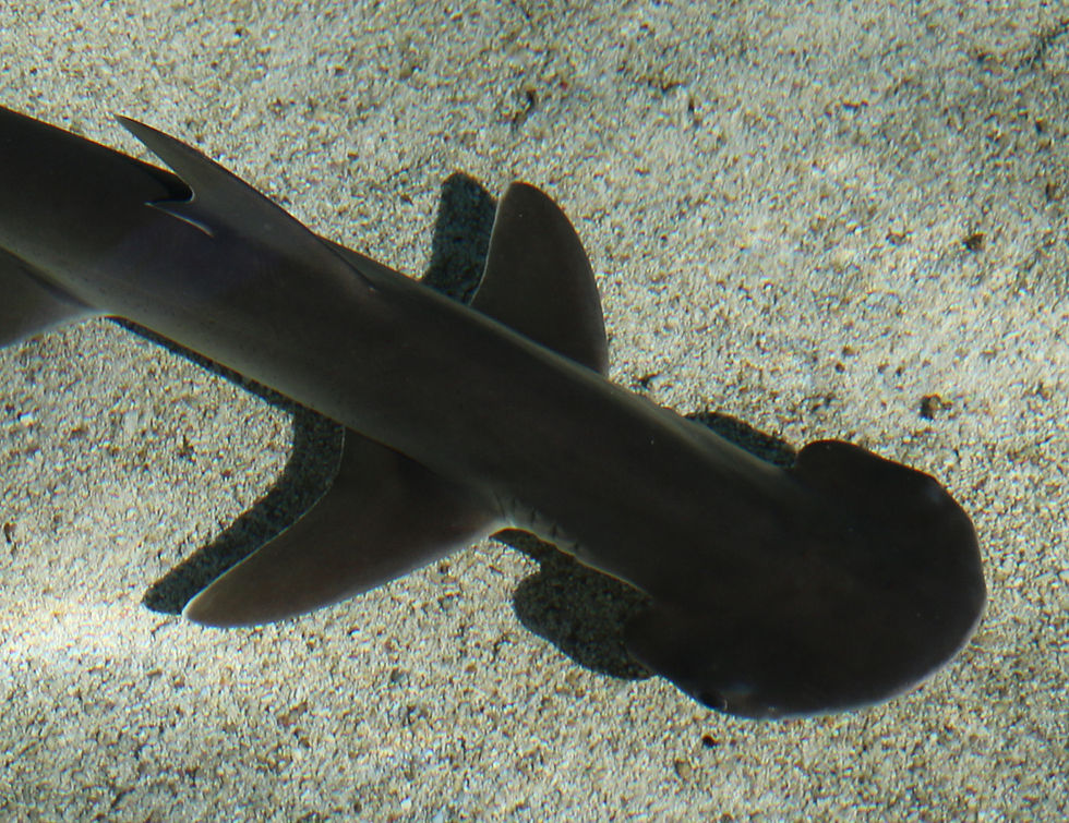 Bonnetheads have the smallest cephalofoils of any hammerhead species (Image Credit: Bonnethead Idealphotographer / Shutterstock)