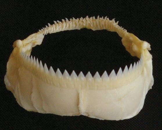 The barbed upper teeth of the cookiecutter are designed for latching on, whilst, the large, triangular, lower teeth are used for cutting flesh