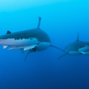 Do You Wanna Be in My Gang?