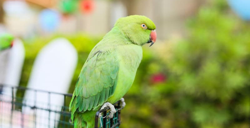 Top 5 Wildlife Zones You Must Explore at Dubai Safari Park