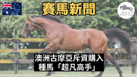 【至少5000萬】澳洲古摩亞斥資購入種馬「超凡高手」