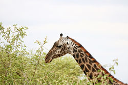 2019 Tanzânia, Tarangire