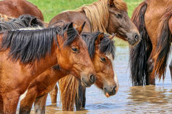 do Deserto de Gobi a Karakorum