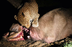 leopardo comendo carcaça de búfalo