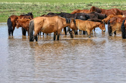do Deserto de Gobi a Karakorum