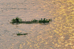 Rio Congo