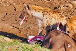 hienas - South Luangwa