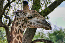 girafa - South Luangwa