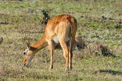 puku - South Luangwa