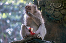 Monkey Forest, Ubud
