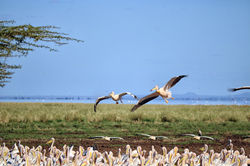 2019 Tanzânia, Lagonia, LAgo Manyara