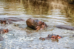2019 Tanzânia, Serengeti